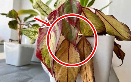 5 sai lầm khi trồng cây trong nhà khiến tiền bạc thất thoát mà gia chủ không hề hay biết