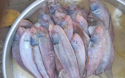 Loại cá được mệnh danh là "hoàng đế" chợ quê, ít xương, thịt mềm như tan trong miệng, dinh dưỡng tựa nhân sâm
