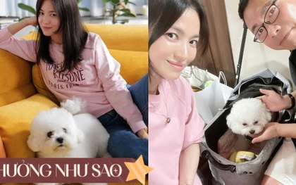 Độc thân không con cái, nhưng Song Hye Kyo lại chi gần 10 triệu đồng để mua xe đẩy cho cún cưng, ai hiểu cũng thấy thật đáng giá
