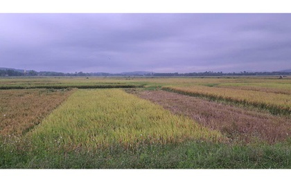 Hà Tĩnh: Người đàn ông bị sét đánh tử vong khi đang thu hoạch lúa trên đồng