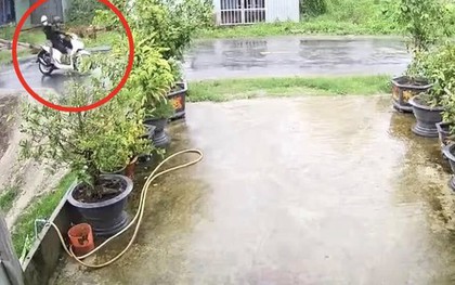 Cây phượng ngã đổ làm dứt dây điện, khiến 2 người bị điện giật tử vong
