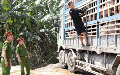 Chở 180 con heo nhiễm dịch tả châu Phi đi tiêu thụ