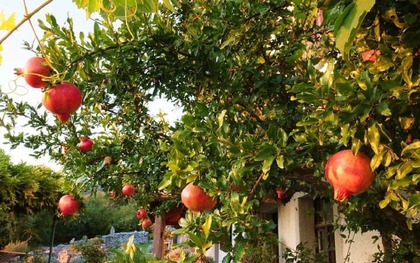 5 loại cây trồng trong sân nhà như "nam châm hút lộc": Phong thuỷ đại cát, tiền tài ùn ùn kéo đến