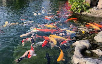 Đàn cá Koi hơn 1 tỷ đồng bất ngờ chết hàng loạt, người phụ nữ sốc nặng khi biết lý do