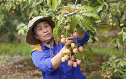 Hải Dương mở cửa vườn, xuất khẩu lô vải đầu tiên năm 2025