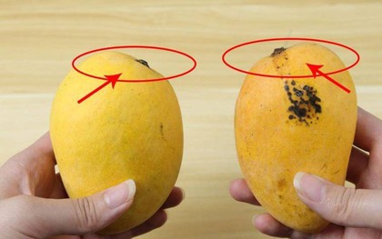 Dân buôn xoài có 4 mẹo chọn xoài chuẩn, chín ngọt tự nhiên, quả nào thịt cũng dày mà hạt siêu lép