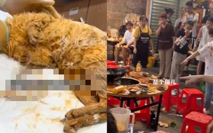 Chú mèo "từ trên trời" rơi thẳng vào nồi lẩu đang sôi sùng sục, thực khách hoảng loạn trước cảnh tượng khó tin