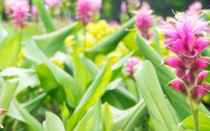 Một ‘mỏ vàng dưới lòng đất’ vừa mang về cho Việt Nam hơn 500 tỷ đồng: Chỉ dưới 10 quốc gia trên thế giới sở hữu, nước ta có hơn 50.000 ha
