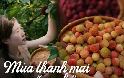 Mùa thanh mai chín rộ: Thứ quả chua ngọt đẹp như mơ, ăn ngon lại tốt cho sức khỏe