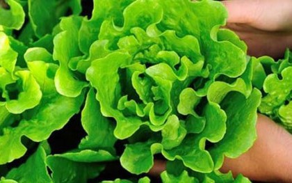 Những loại rau mùa hè dễ nhiễm ký sinh trùng