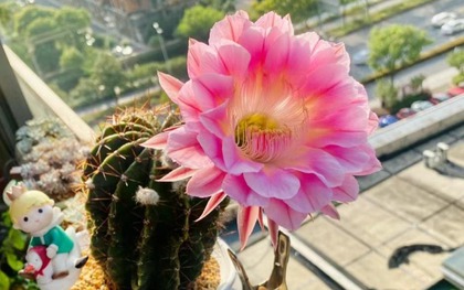 6 loài hoa đẹp như tiên, hương thơm tỏa đi trăm mét, trồng ở ban công hay sân vườn đều lý tưởng