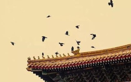 Vì sao cứ tới nửa đêm, Tử Cấm Thành lại đầy quạ đen bay đến?