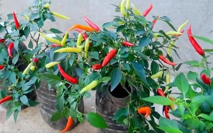 Chàng trai trẻ gây sốt vì trồng ớt bằng chai nước khoáng: 5 cây thu được 5kg, ăn quanh năm không hết