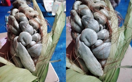 Trồng bắp ngô trên sân thượng, thứ thu về khiến người đàn ông khiếp đảm: Sự thật gây tranh cãi không hồi kết