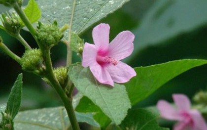 Cây dại xưa bị nhổ bỏ nay hoá "mỏ vàng" hái ra tiền, 500.000 đồng/kg