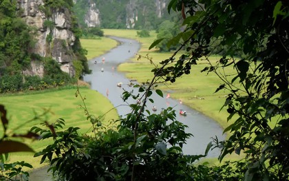 Tháng 6 về Tam Cốc: Dạo thuyền ngắm lúa vàng, nghe hồn quê vọng lại
