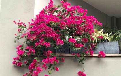 5 cây xanh "nhìn là biết có lộc", cứ đặt ở ban công là vận may ùn ùn kéo đến