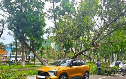 Gió to, cây xanh bật gốc đè bị thương người đi đường tại Bình Định
