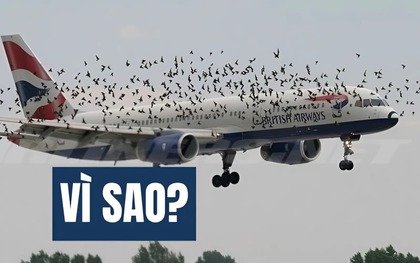 Kiến thức Vật Lý lớp 10 này sẽ khiến bạn hiểu ra điều không tưởng: Vì sao chim có thể đâm thủng cả máy bay!