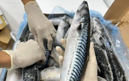 Không chỉ cá hồi, 9 hải sản này giàu Omega-3 không kém, có loại bình dân chợ bán rẻ bèo