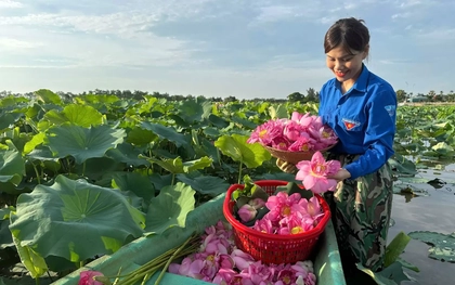'Biến' vùng đất hoang hóa thành đầm sen thu tiền triệu mỗi ngày