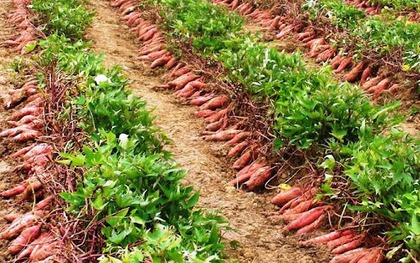 2 thứ trên cây khoai lang xưa chỉ cho heo ăn nay được “săn lùng” vì ăn vào phòng ung thư phổi và ung thư vú