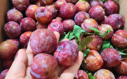 Mận đang bán đầy chợ, nhìn vào chỗ này biết ngay quả nào đắng chát, đọc rồi nhắc người thân của bạn nhé!