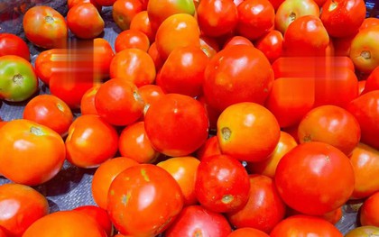 Khi mua cà chua, nên chọn quả tròn hay nhọn? Một nông dân trồng rau giàu kinh nghiệm sẽ chỉ chọn loại này