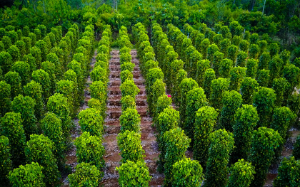 Việt Nam trồng được loại gia vị như "vàng đen" khiến Ấn Độ, Mỹ, Đức đổ xô mua: Đắk Nông cực nhiều