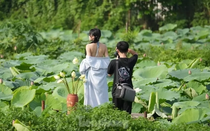 Bất chấp nóng bức, các nàng thơ vẫn nô nức chụp ảnh với sen Hồ Tây