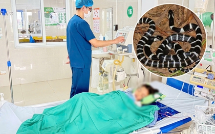 Rắn cạp nia chui ra từ điều hòa, bò lên người cắn bé gái 7 tuổi ở Ninh Bình nguy kịch