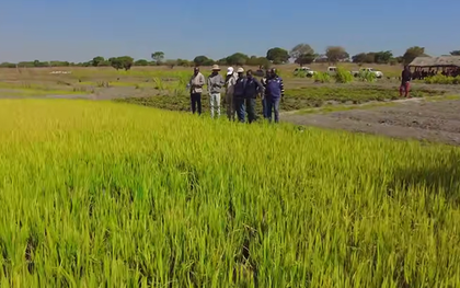 Sở Nông nghiệp Angola đến tận nơi xem team châu Phi thu hoạch lúa, được thưởng thức món nước giải khát đậm chất Việt Nam