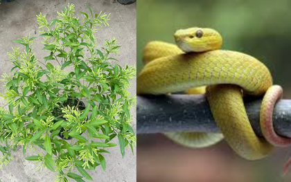 4 cây dễ "mời" rắn đến gần, cẩn trọng khi trồng quanh nhà!