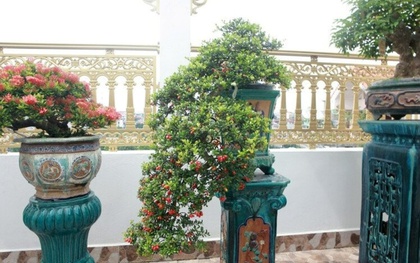 Cây dại cho hoa và quả đẹp mắt bất ngờ hóa bonsai tiền tỷ, được ví như "hòn ngọc Viễn Đông"