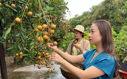 Phường nào của tỉnh Cà Mau mới có vườn nhãn 100 năm tuổi?