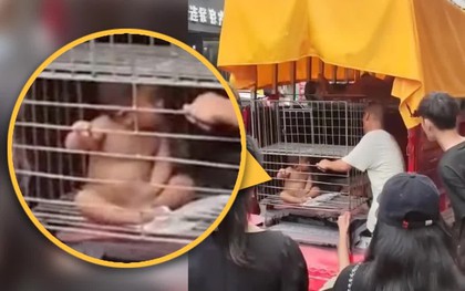 Sốc trước cảnh ông bố nhốt con trai nhỏ trong lồng sắt giữa phố