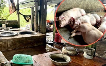 Bên trong nơi giết mổ heo gia công cho C.P. Việt Nam tại Sóc Trăng