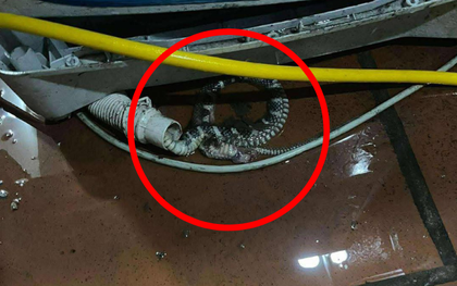 Kiểm tra máy giặt, người dùng tá hỏa phát hiện có rắn bên trong: Chúng đi vào từ đường nào?