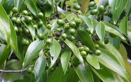 Việt Nam sở hữu hơn 180.000 ha 'sản vật' quý hiếm của thế giới, thu về 123 triệu USD kể từ đầu năm