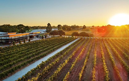 Thưởng thức vang hảo hạng tại thung lũng Swan, Tây Australia