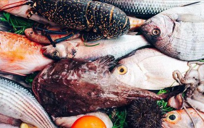 Đừng ngần ngại mua 5 loại cá này, đều là cá hoang dã và không thể nuôi được