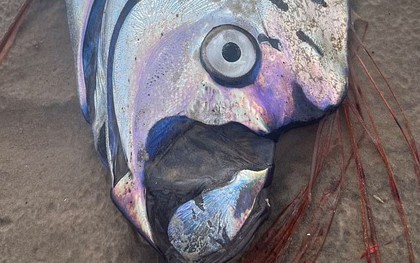 "Cá tận thế" siêu hiếm dạt vào bờ biển Úc