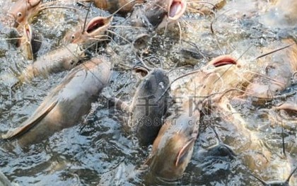 Phóng sinh hơn 12 tấn cá dữ gây thảm họa, người phụ nữ phải hầu tòa
