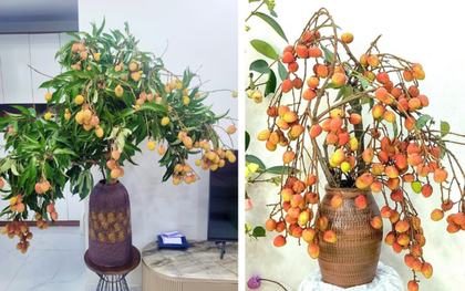 Trend cành vải cắm bình khiến những người mê cắm hoa 'phát sốt'