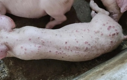 Lợn phải tiêu hủy do dịch bệnh được hỗ trợ 40.000 đồng/kg hơi