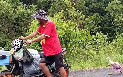 Chú ngỗng cực khôn cùng chủ đi bộ xuyên Việt, được trả ngàn đô cũng không bán