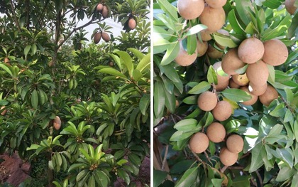5 cây được khuyên NÊN trồng trước nhà: Phong thủy hanh thông, tài lộc "không cầu mà tự đắc"