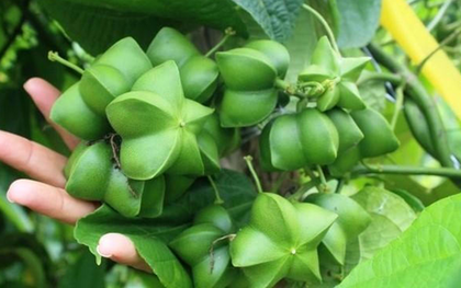 Loại hạt đắt đỏ bậc nhất thế giới, không ngờ có đầy ở Việt Nam