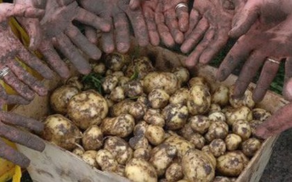 Loại củ đắt đỏ bậc nhất thế giới, giá 29 triệu đồng/kg, chỉ duy nhất một nơi có