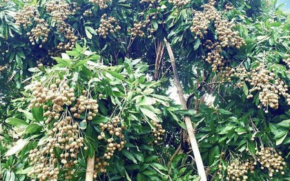 Không chỉ ở Hưng Yên Việt Nam, 'quả tiến vua' có vụ mùa bội thu tại Thái Lan, sản lượng khủng hơn 1 triệu tấn có nguy cơ cần 'giải cứu'